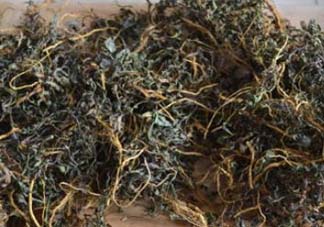 苦菜可以曬干嗎？苦菜怎么曬干？