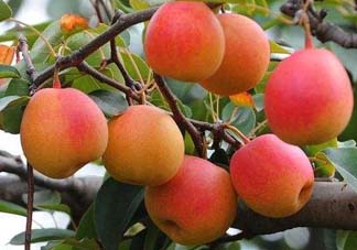 五月份有梨嗎？農(nóng)歷5月的梨能吃嗎？