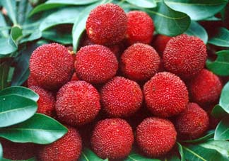 五月份有楊梅嗎？五月份的楊梅能吃嗎？