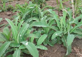 苦菜多少錢一斤？苦菜多少錢一斤2017？