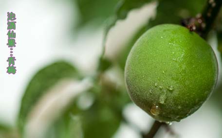 青梅泡酒泡多長時間最好 青梅泡酒上面一層變褐色正常嗎
