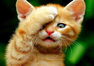 被貓抓傷會(huì)得狂犬病嗎？被貓咬了會(huì)得狂犬病嗎