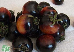 黑番茄能生吃嗎？黑番茄可以生吃嗎