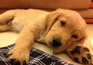 狂犬病是通過(guò)什么傳播的？狂犬病傳播途徑有哪些