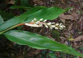 粽葉有什么用處？粽葉的功效與作用
