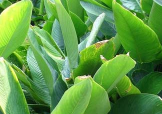 箬葉和粽葉有什么區(qū)別？箬葉是粽葉嗎？