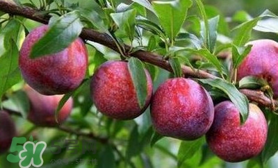 雙華李孕婦可以吃嗎？孕婦能吃雙華李嗎