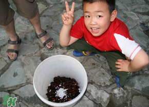 釣龍蝦用什么時間最好?釣龍蝦早上好還是晚上好? 釣龍蝦用什么時間最好?釣龍蝦早上好還是晚上好?