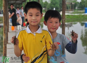 釣龍蝦用什么時間最好?釣龍蝦早上好還是晚上好? 釣龍蝦用什么時間最好?釣龍蝦早上好還是晚上好?