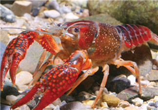 釣龍蝦用什么肉？釣龍蝦用什么肉是最厲害的？