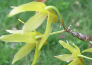 石斛花什么時(shí)候采摘？石斛花泡水喝有什么功效