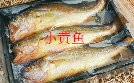 小黃魚