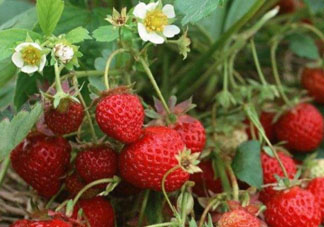 6月份可以種草莓嗎？草莓6月份可以種植嗎？