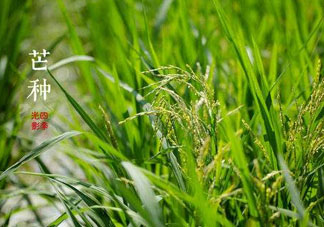 2017年芒種會(huì)下雨嗎？2017年芒種雨好嗎？