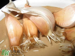 六月份可以種蒜嗎？大蒜一年可以種幾次？