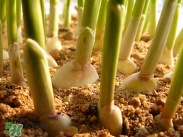 六月份可以種蒜嗎？大蒜一年可以種幾次？