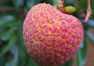 ? 掛綠荔枝多少錢一個？掛綠荔枝多少錢一斤2017