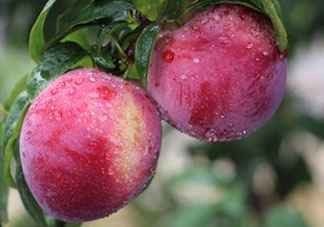 脆紅李什么時候成熟？脆紅李幾月成熟？