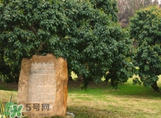 掛綠為什么只有一株？掛綠荔枝為什么不多種？