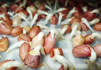 六月份還可以種花生嗎？六月份種花生可以嗎？