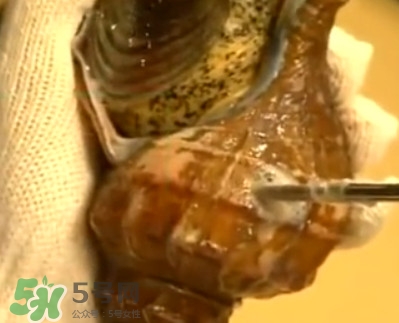 海螺怎樣吃才正確圖解？海螺哪里不能吃圖示