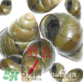 海螺怎樣吃才正確圖解？海螺哪里不能吃圖示