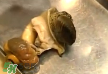 海螺怎樣吃才正確圖解？海螺哪里不能吃圖示