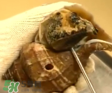 海螺怎樣吃才正確圖解？海螺哪里不能吃圖示