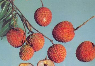 糯米糍荔枝產(chǎn)地是哪里？糯米糍荔枝上火嗎