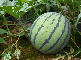 麒麟瓜多少錢一斤？麒麟瓜多少錢一斤2017？