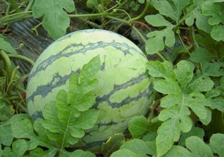 麒麟瓜多少錢一斤？麒麟瓜多少錢一斤2017？