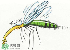 招蚊子是什么原因？招蚊子體質(zhì)怎么辦？