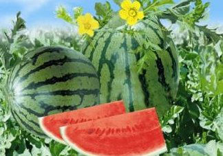 麒麟瓜和8424一樣嗎？麒麟瓜好吃還是8424瓜好吃？