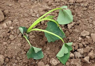 六月份可以栽地瓜嗎？六月份種紅薯晚嗎？