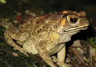 蟾蜍能治療癌癥嗎？蟾蜍能治什么病