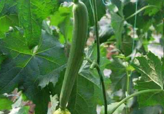 六月份能種絲瓜嗎？絲瓜幾月份種植？