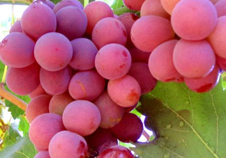 紅提什么時(shí)候成熟？紅提什么時(shí)候上市？