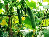 水果黃瓜多少錢一斤？水果黃瓜怎么種？