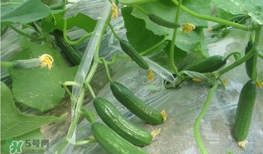 水果黃瓜多少錢一斤？水果黃瓜怎么種？