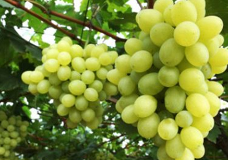 青提太酸怎么辦？青提怎么放才甜 ？