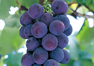 巨峰葡萄幾月份成熟？巨峰葡萄什么時(shí)候成熟？