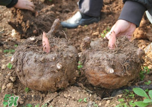 魔芋多少錢一斤 魔芋2022最新價(jià)格 魔芋多少錢一斤 魔芋2022最新價(jià)格