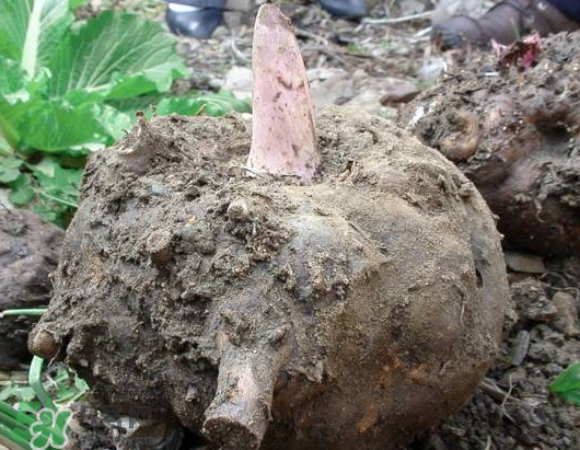 魔芋多少錢一斤 魔芋2022最新價(jià)格 魔芋多少錢一斤 魔芋2022最新價(jià)格