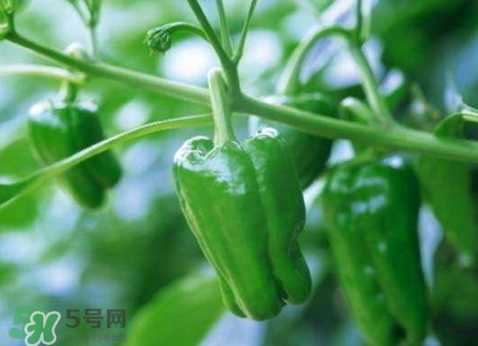 辣椒多少錢一斤 辣椒怎么保存新鮮不爛 辣椒多少錢一斤 辣椒怎么保存新鮮不爛