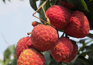 掛綠荔枝什么時候上市？掛綠荔枝什么時候成熟