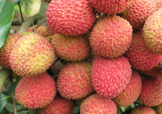 一顆掛綠荔枝樹大概產(chǎn)量多少？掛綠荔枝與妃子笑荔枝區(qū)別