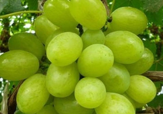 ?青提和葡萄有什么區(qū)別？?青提是葡萄嗎？