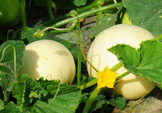 ?梨瓜怎么保存？?梨瓜可以放冰箱保鮮嗎？