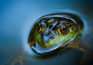 牛蛙是田雞嗎？牛蛙是蟾蜍嗎