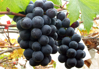 巨峰和夏黑哪個(gè)好吃？哪個(gè)貴？有什么區(qū)別？